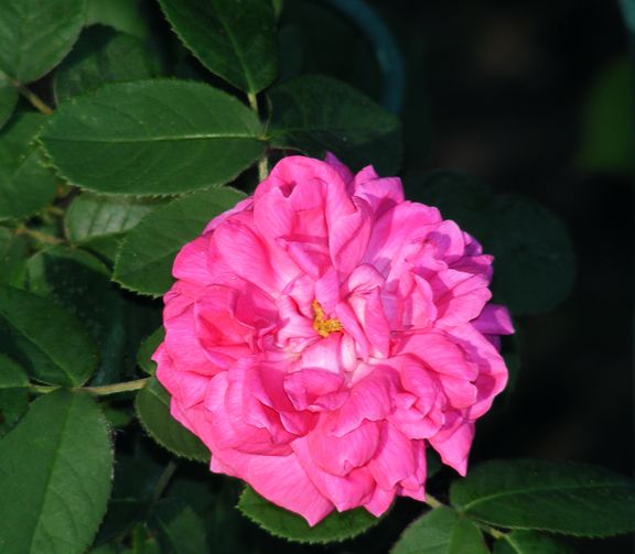 Rose de Rescht photo rdr2013_06030112_zps53df60a0.jpg